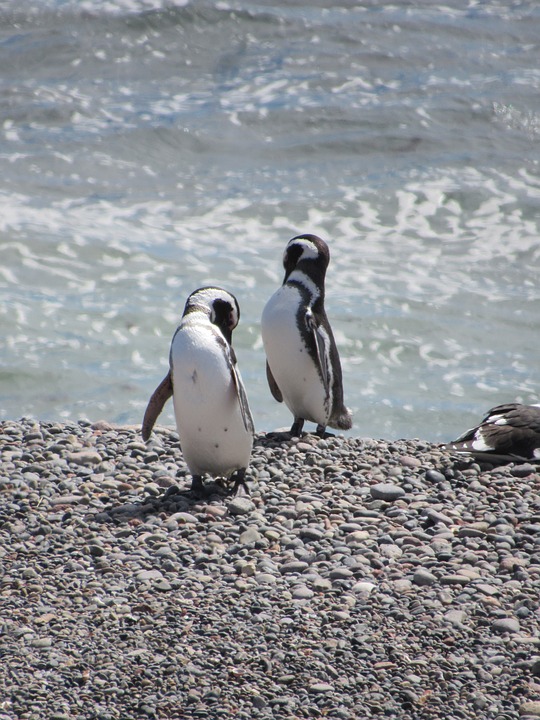 Pingüino De Magallanes Presentación Uruguay Educa 8783